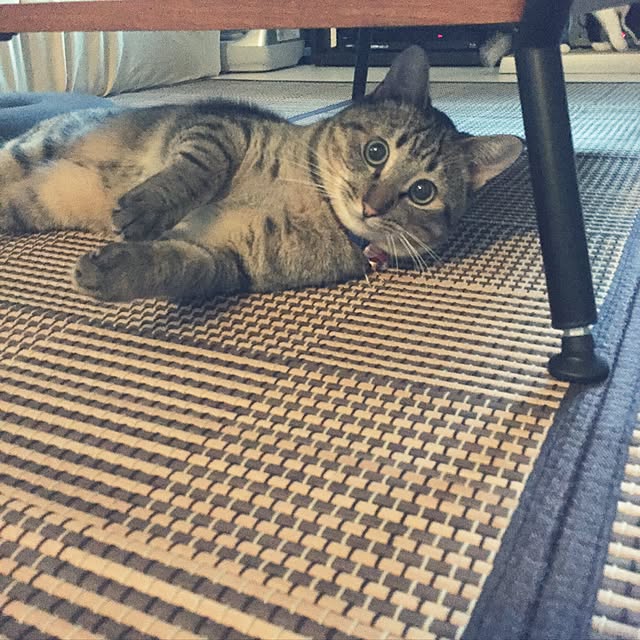 kirinさんの実例写真