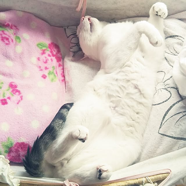 sakuraさんの実例写真