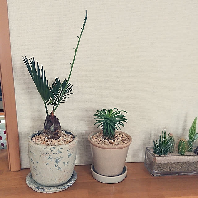 ayaさんの実例写真