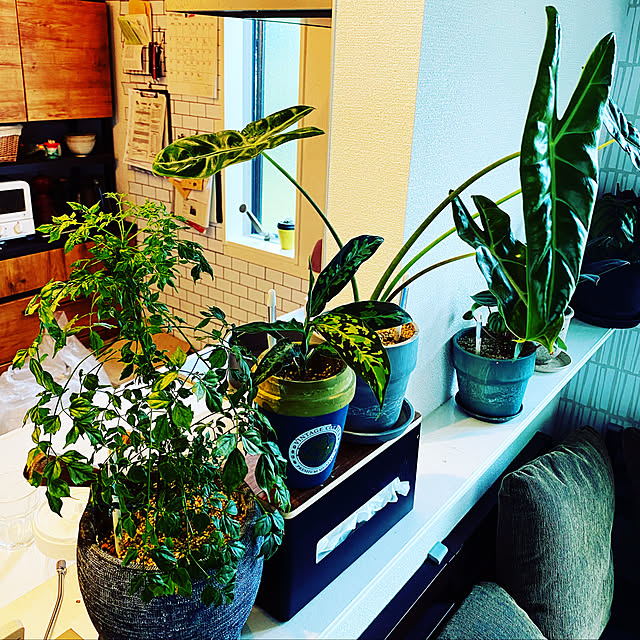 観葉植物/観葉植物 リビング/観葉植物いろいろ/観葉植物のある生活/観葉植物インテリア...などのインテリア実例 - 2022-10-16 23:22:44