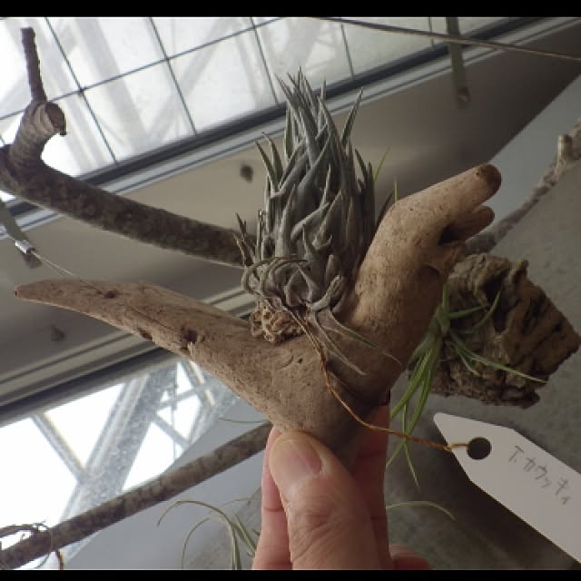 Plantexhibitionhallさんの実例写真