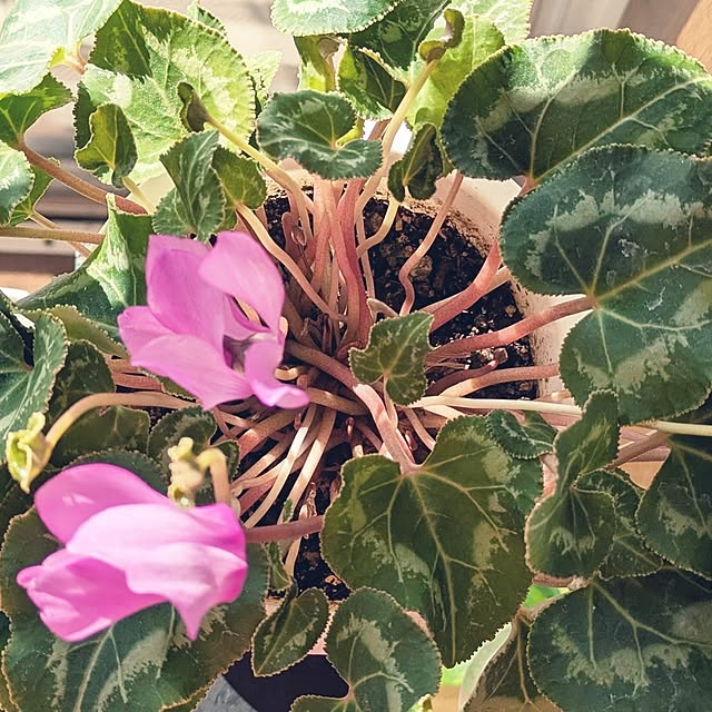 mi-saさんの部屋