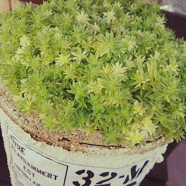 Ayumi322610さんの実例写真