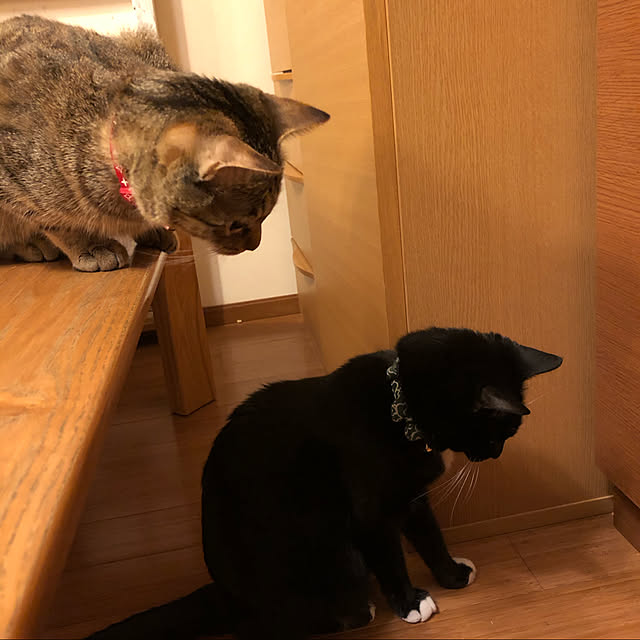 ai-collonsukeさんの実例写真