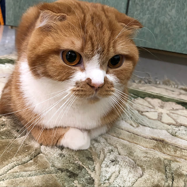 bega385さんの実例写真