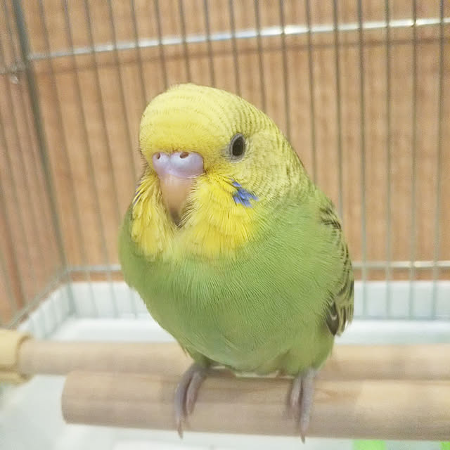 maicleanlifeさんの実例写真