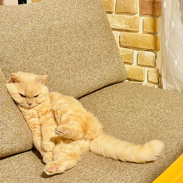 naokoさんの実例写真