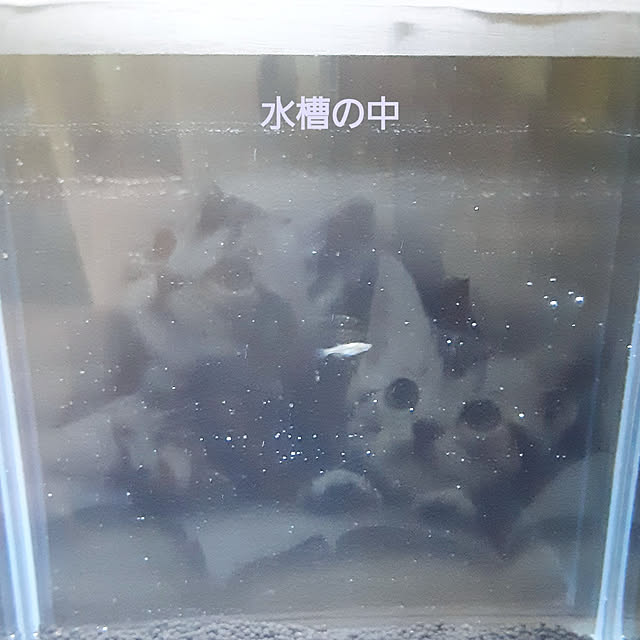 littlemomさんの実例写真