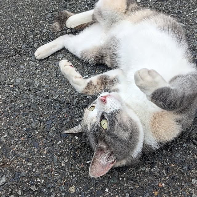 pandaさんの実例写真