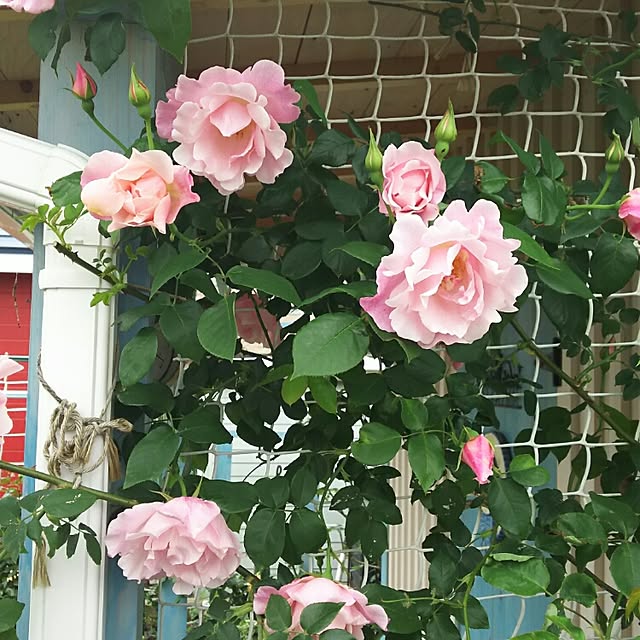 実例写真