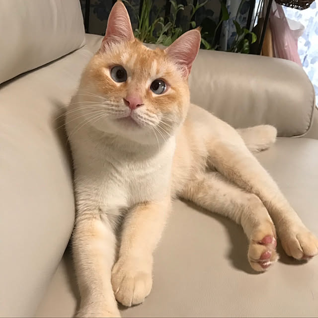 moainanoさんの実例写真