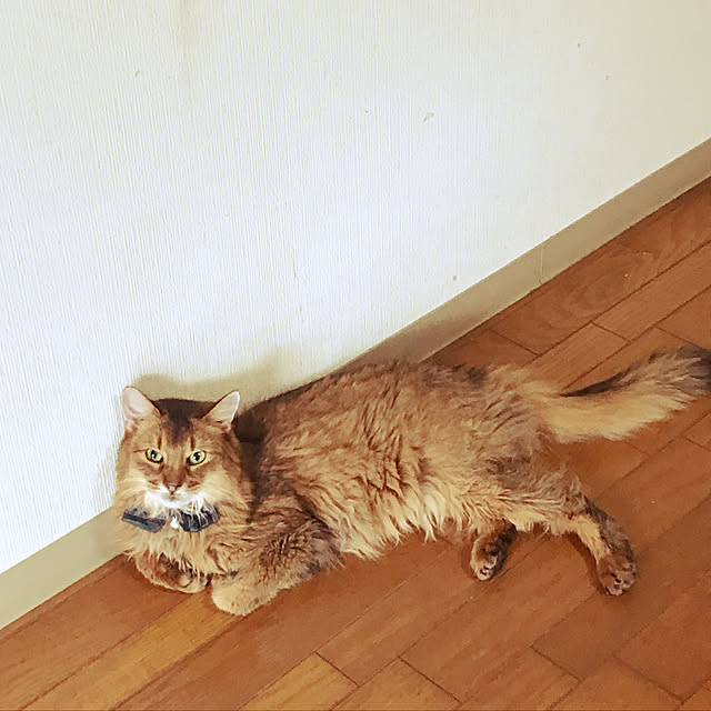 yukarinさんの実例写真