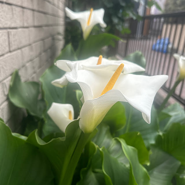 botanさんの実例写真