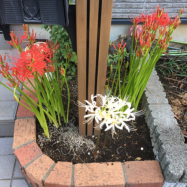sakuraさんの実例写真