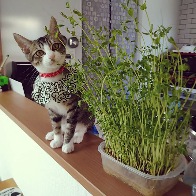 mochicoさんの実例写真