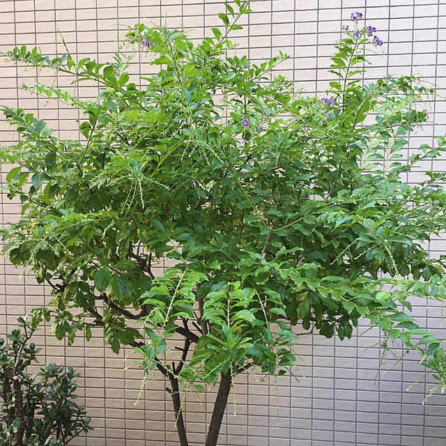 happy-sachiさんの部屋