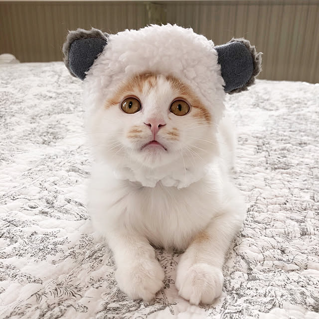 yuchiさんの実例写真