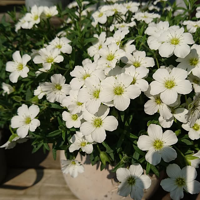 gardengardenさんの実例写真