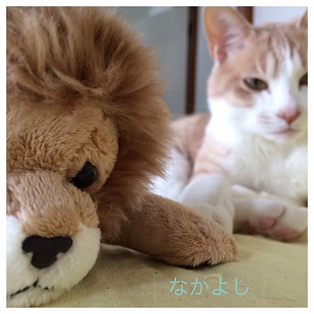 ayakoさんの実例写真
