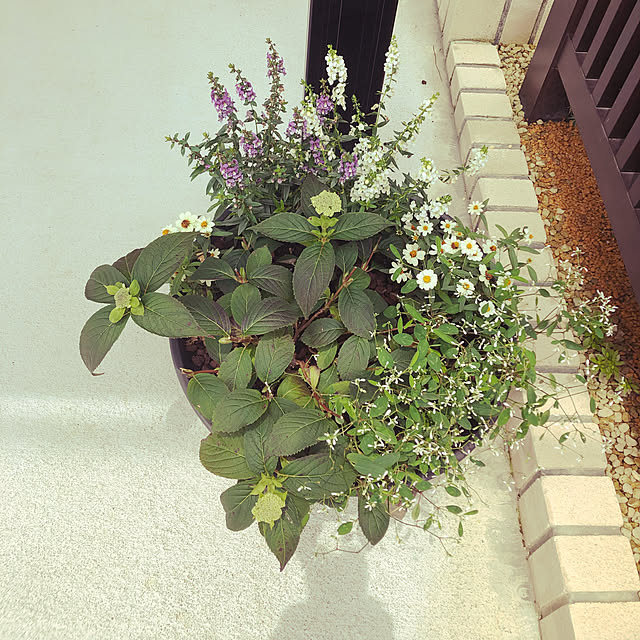 HEISEIKAZOKU.さんの実例写真
