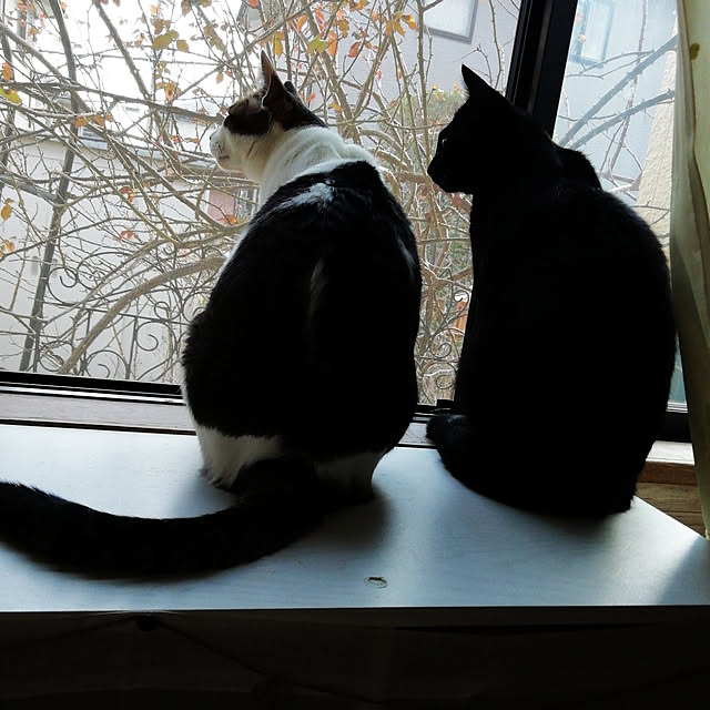 Tomopさんの実例写真