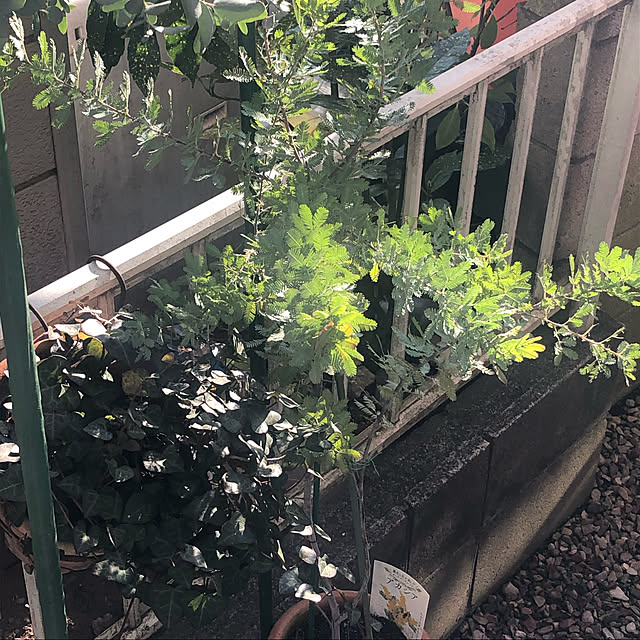 Yuhmamaさんの実例写真