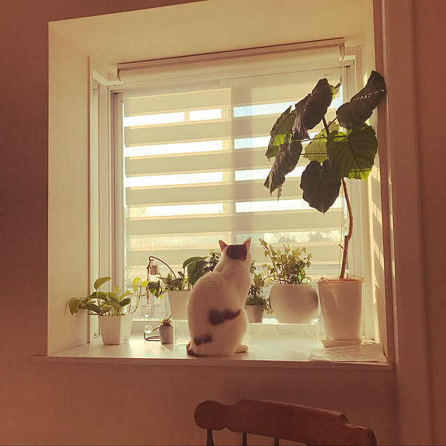 観葉植物/ニトリ/リビングのインテリア実例 - 2020-01-23 08:29:15