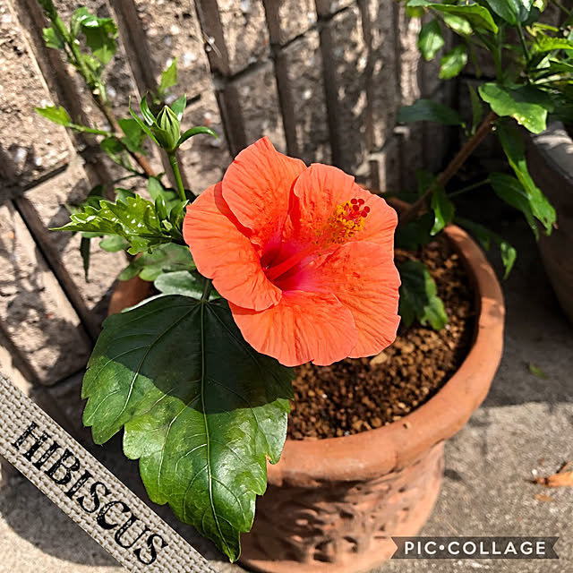 Alohaさんの実例写真