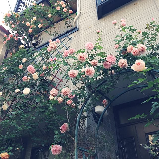 lavender_roseさんの実例写真