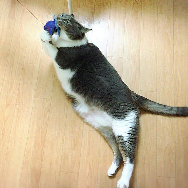 toufuさんの実例写真