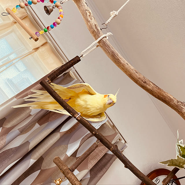 Kokochanさんの実例写真