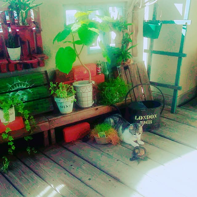 syungikuさんの実例写真