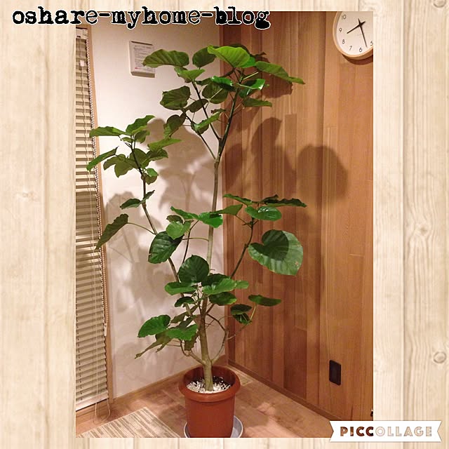 yama_no.ouchiさんの実例写真