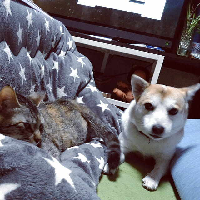 catLoverさんの実例写真