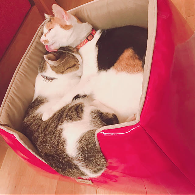 momochiyoさんの実例写真