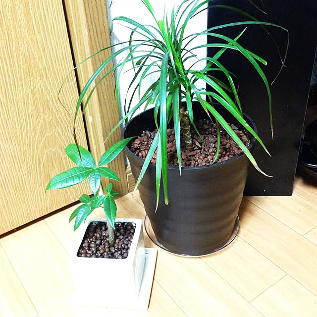 Annaさんの実例写真