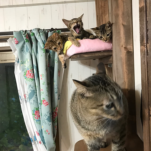 pepeさんの実例写真