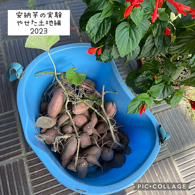 buchiさんの実例写真