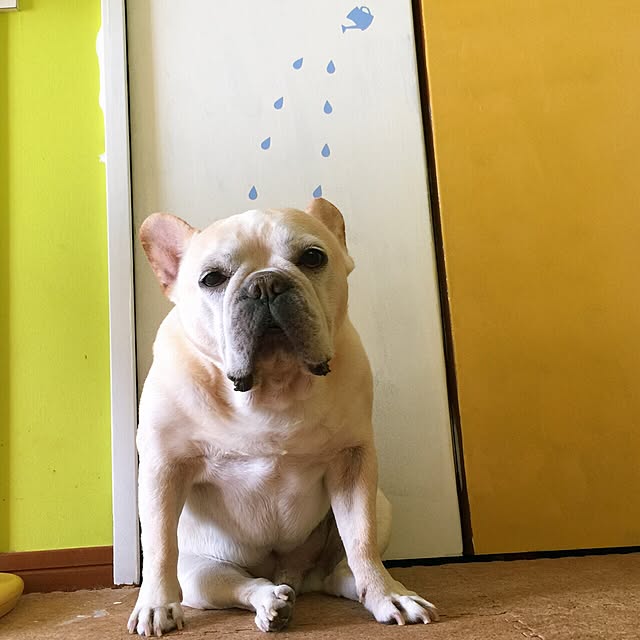 ayucchiさんの実例写真