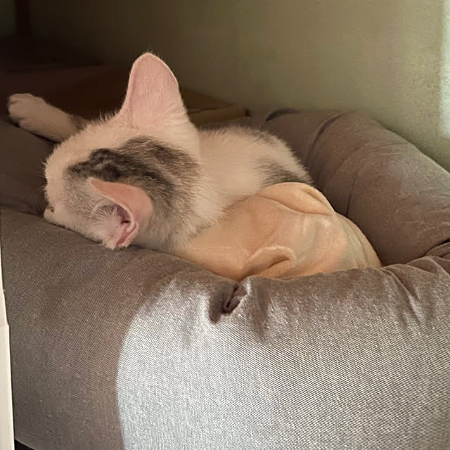 実例写真