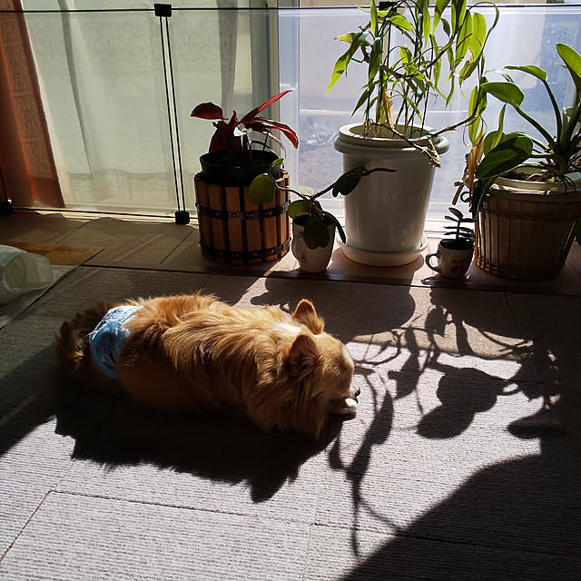 kakkoさんの実例写真