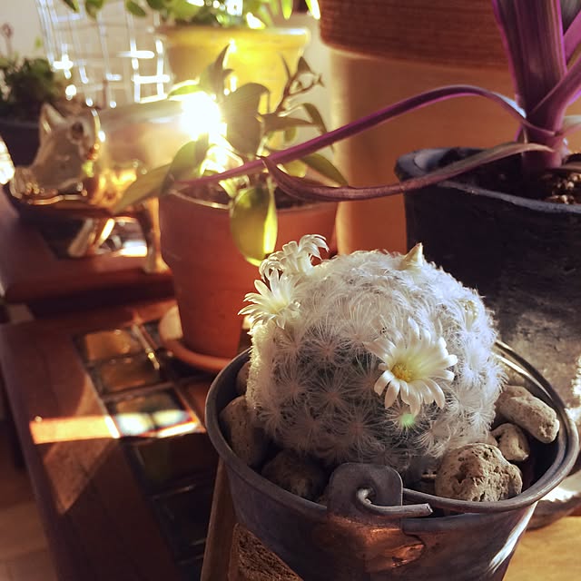 nonocoさんの実例写真