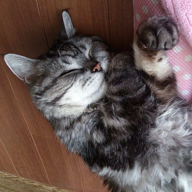 showさんの実例写真