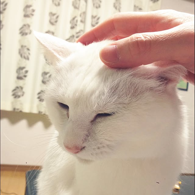 Kinanさんの実例写真