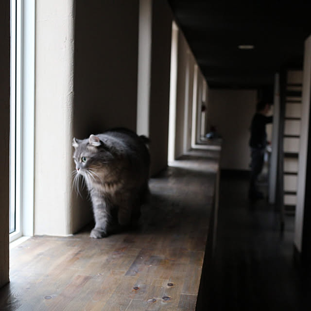 RusticLifeWithCatさんの実例写真