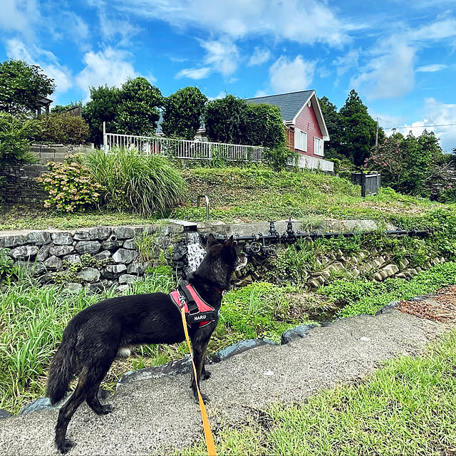 haruさんの実例写真