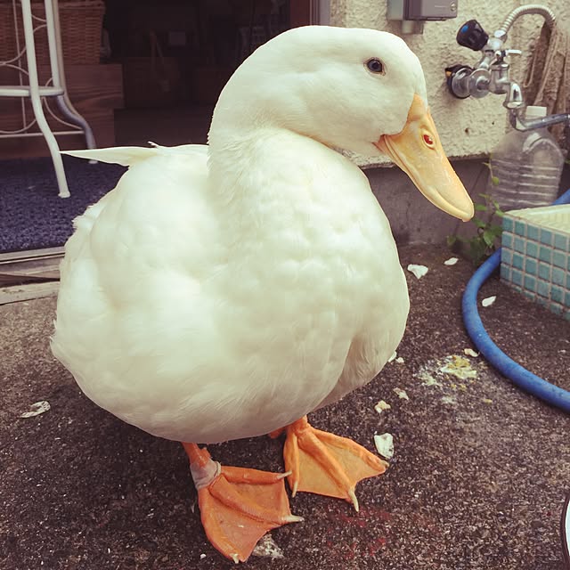 ROBI-FUKUさんの実例写真