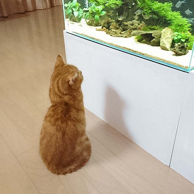 nekomajinさんの実例写真