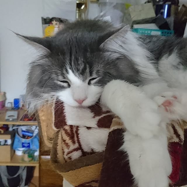 shinobuさんの実例写真