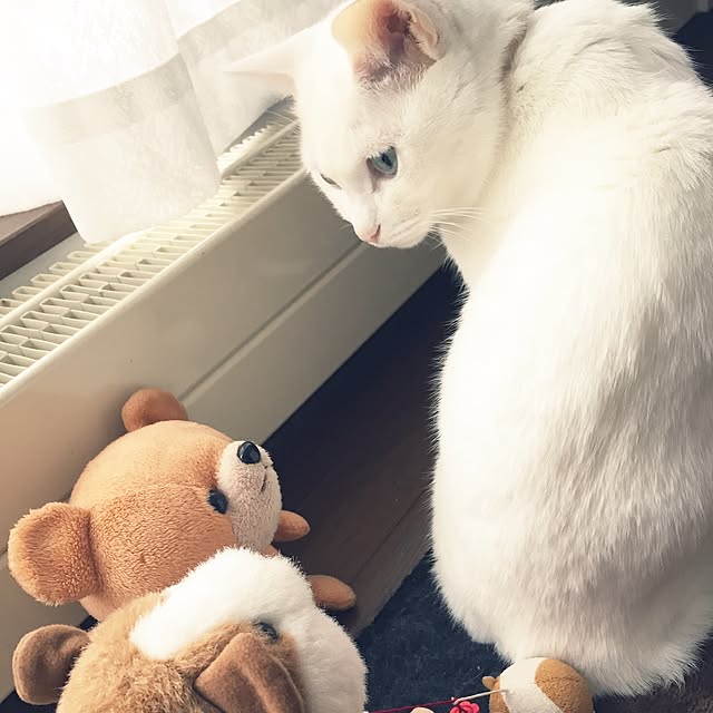 siroさんの実例写真
